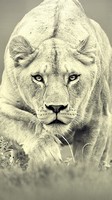 descargar wallpaper de animales